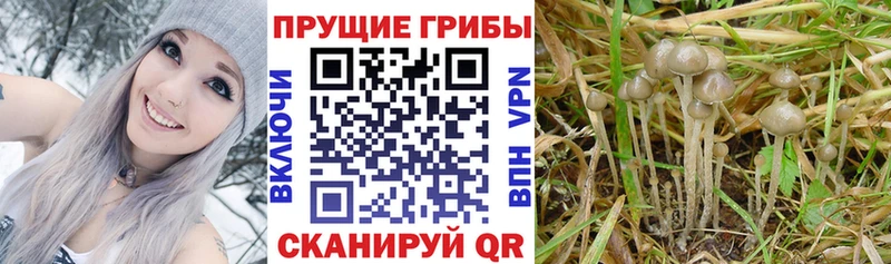 Псилоцибиновые грибы MAGIC MUSHROOMS  Купить  Новая Ляля 